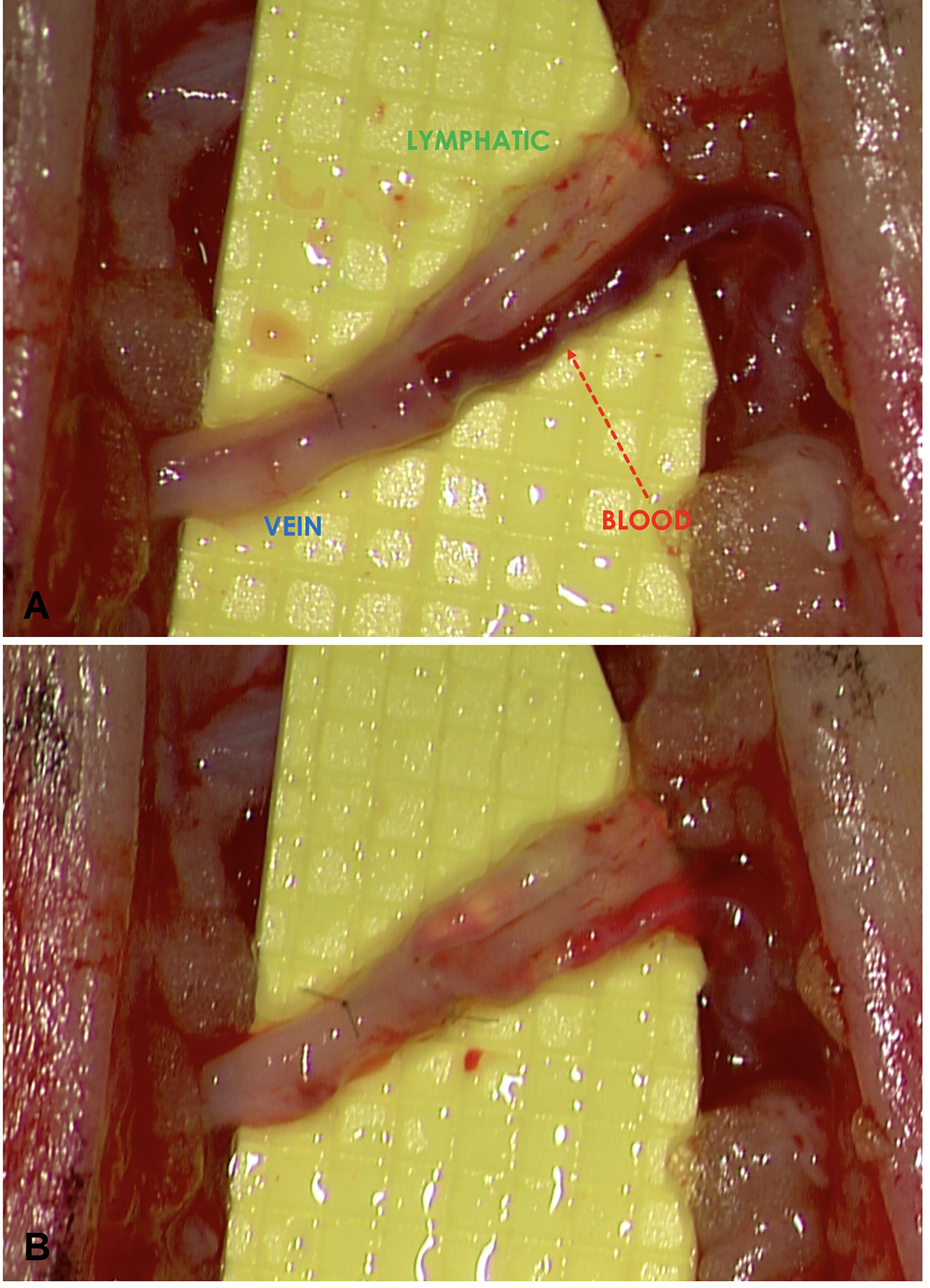 Figure 4.jpg